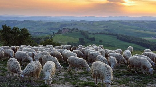 Ritual Sacrifice (Udhiyyah/ Qurbani) on Behalf of the Deceased